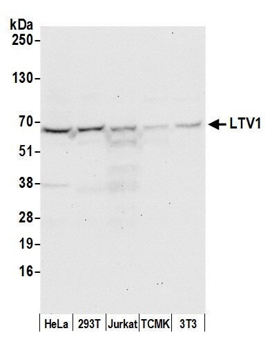 LTV1 Antibody