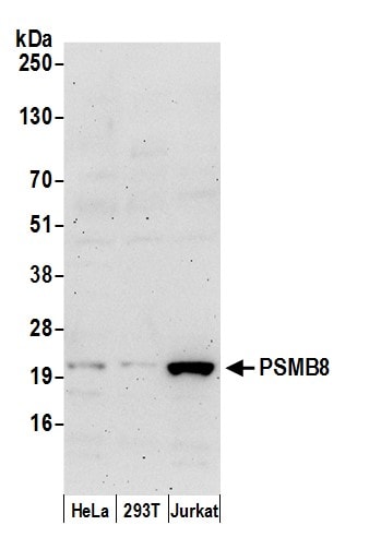 LMP7/PSMB8 Antibody