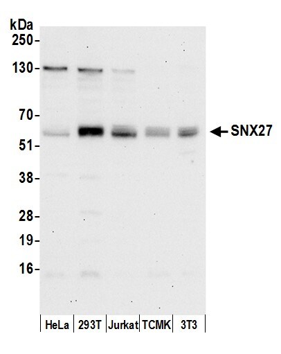 SNX27 Antibody
