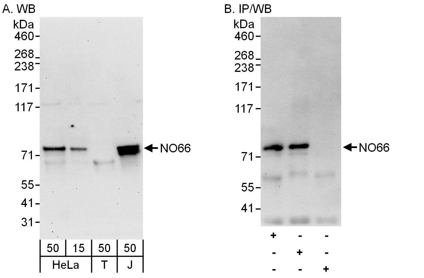 NO66 Antibody