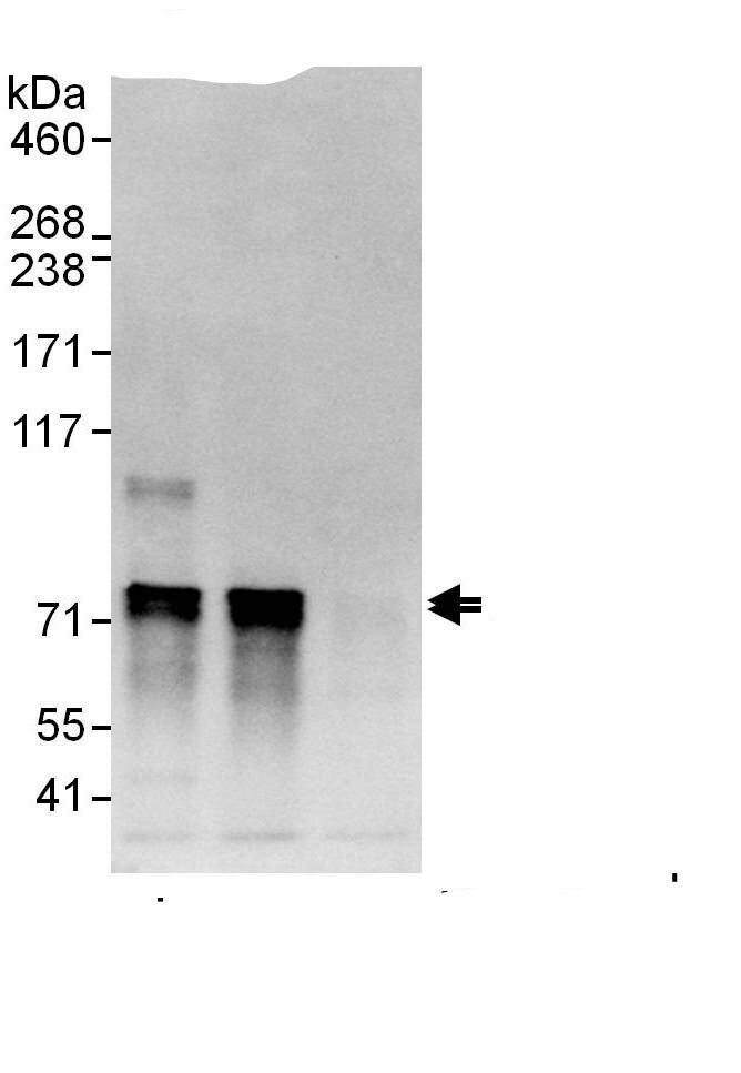 ATG16L1 Antibody