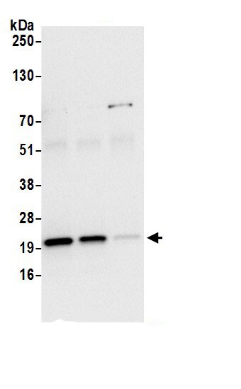 MT-CO2 Antibody