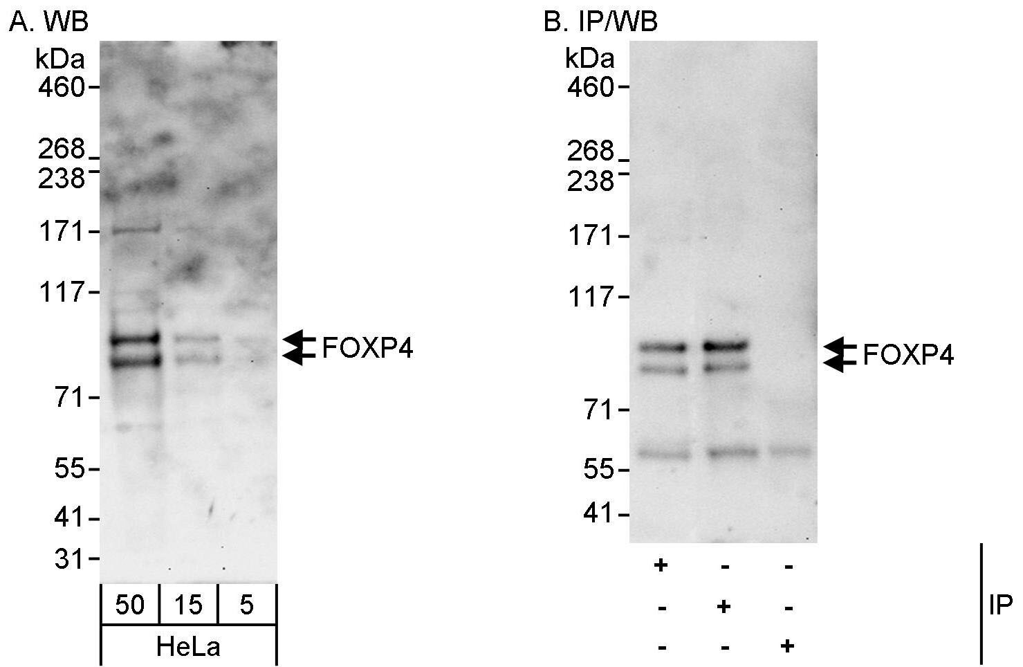 FoxP4 Antibody