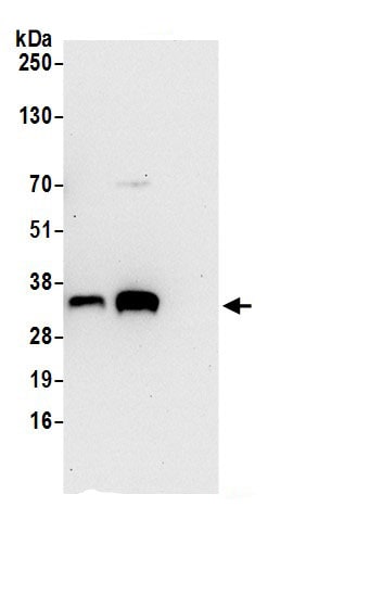 SRM Antibody