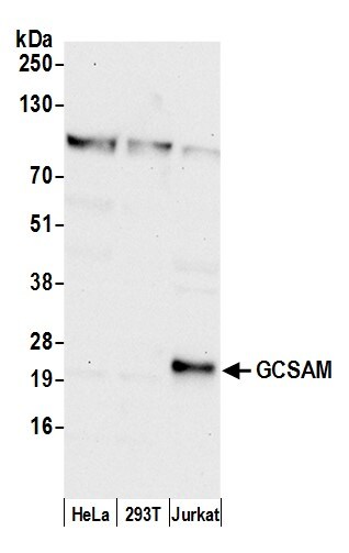 GCET2 Antibody