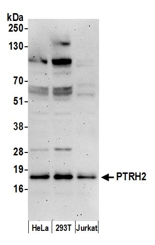 PTRH2 Antibody
