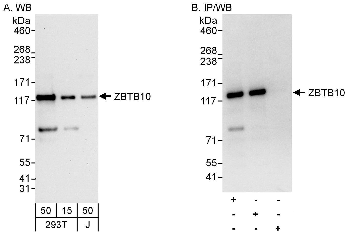 ZBTB10 Antibody