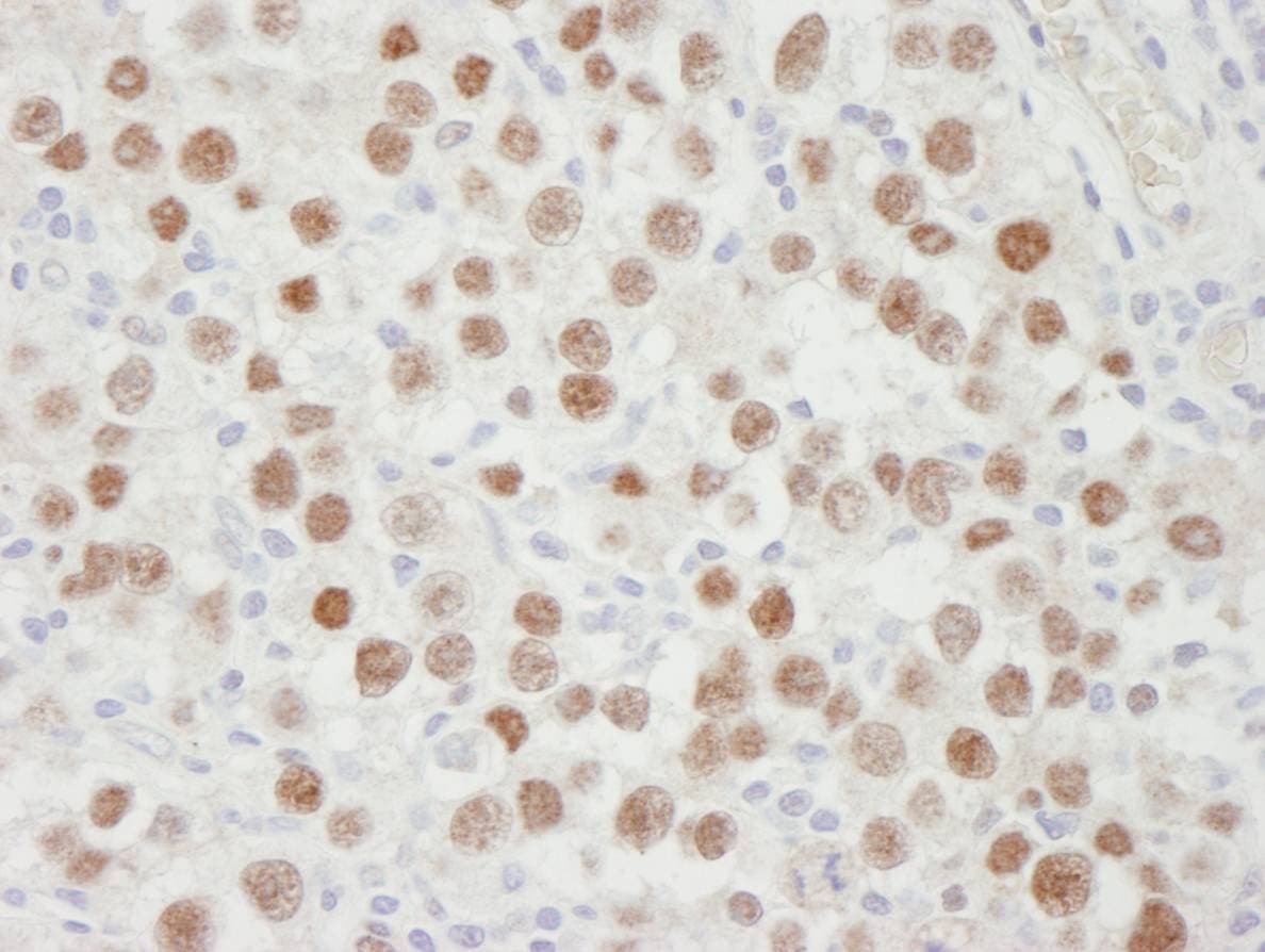 MCM5 Antibody