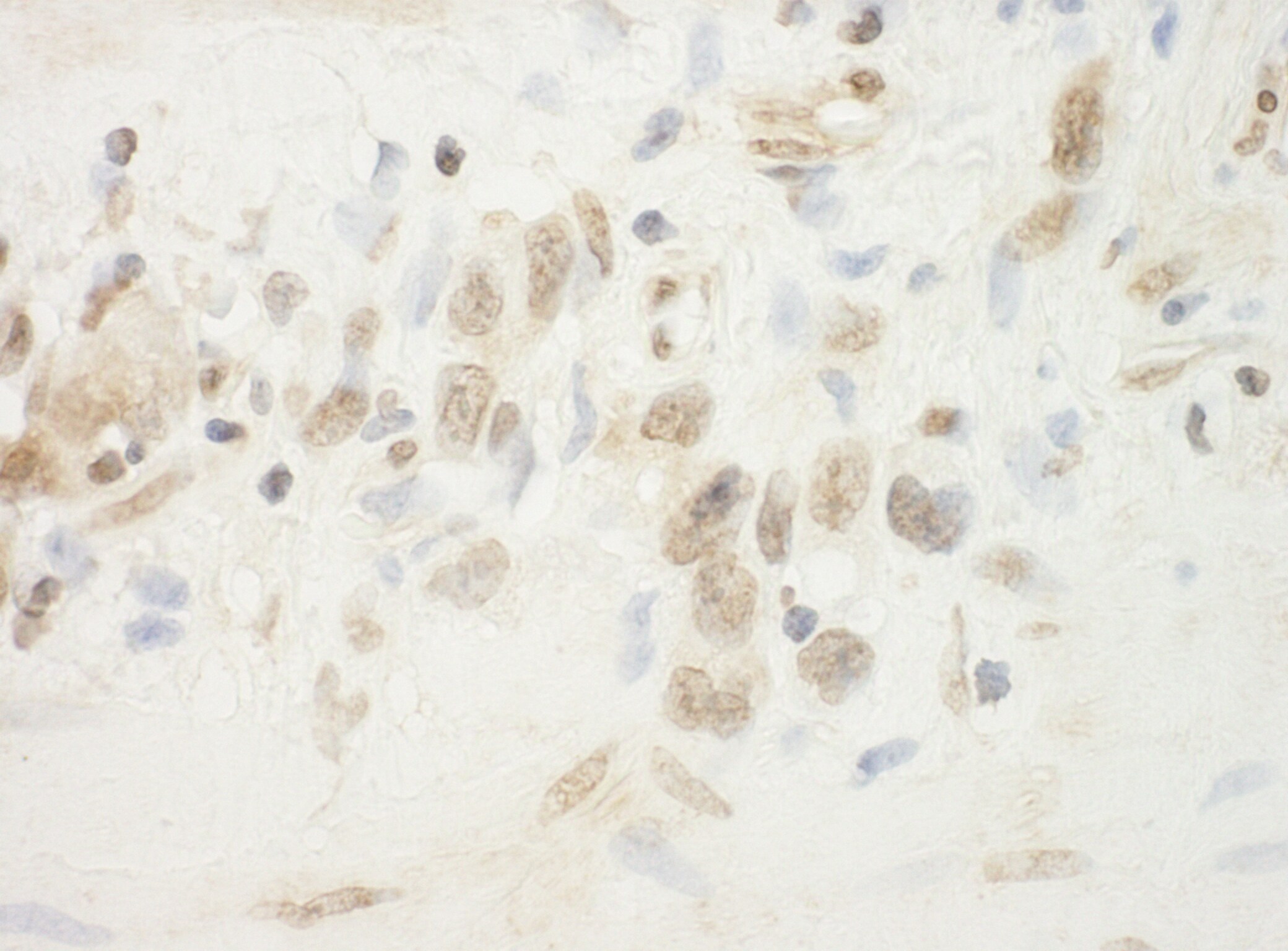 Folliculin Antibody