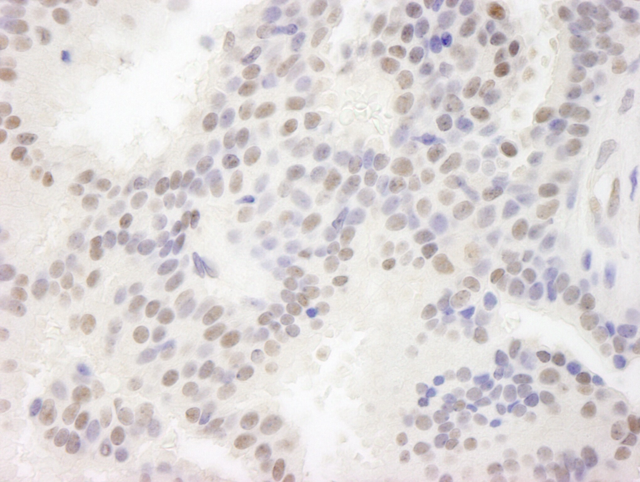 MAML3 Antibody