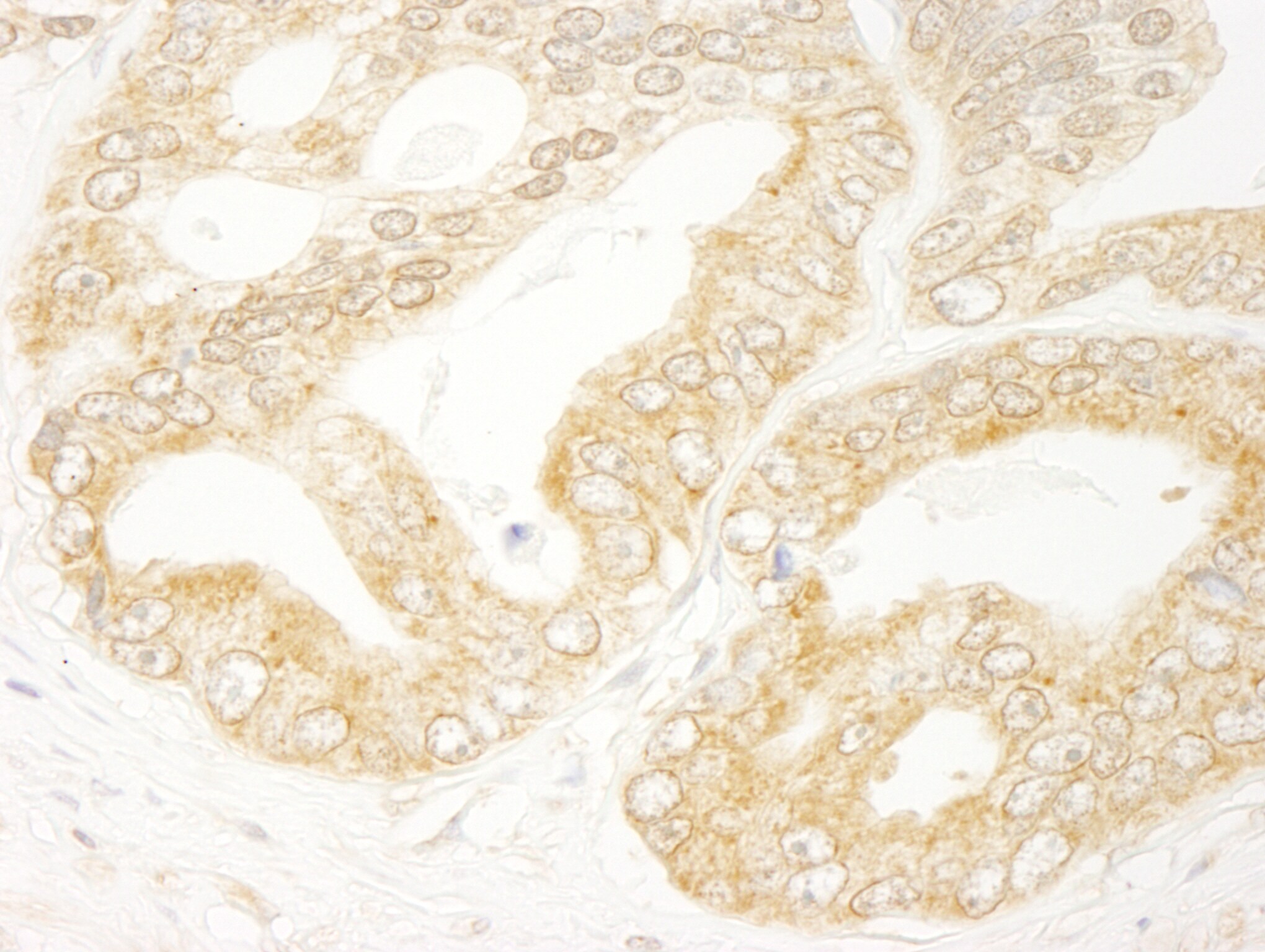 eIF4H Antibody
