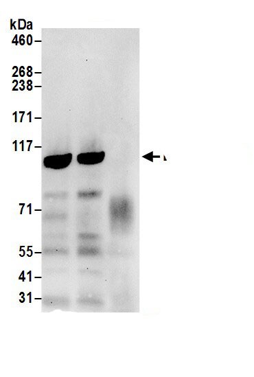 Sec8 Antibody