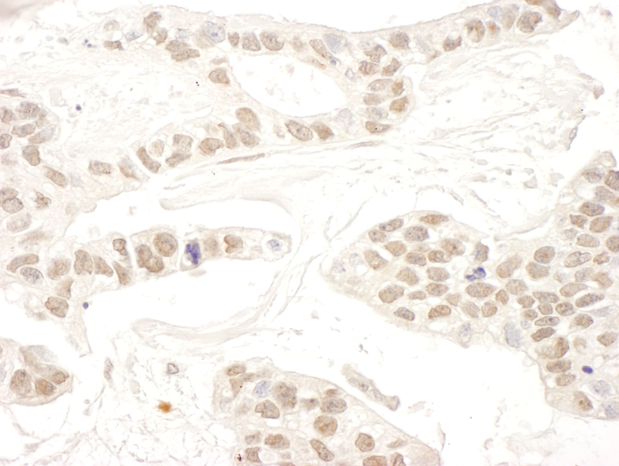 RBM34 Antibody