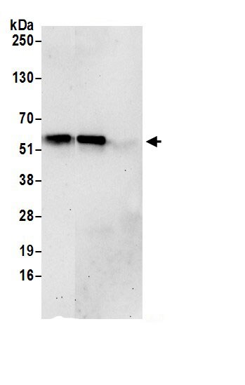 PUS3 Antibody