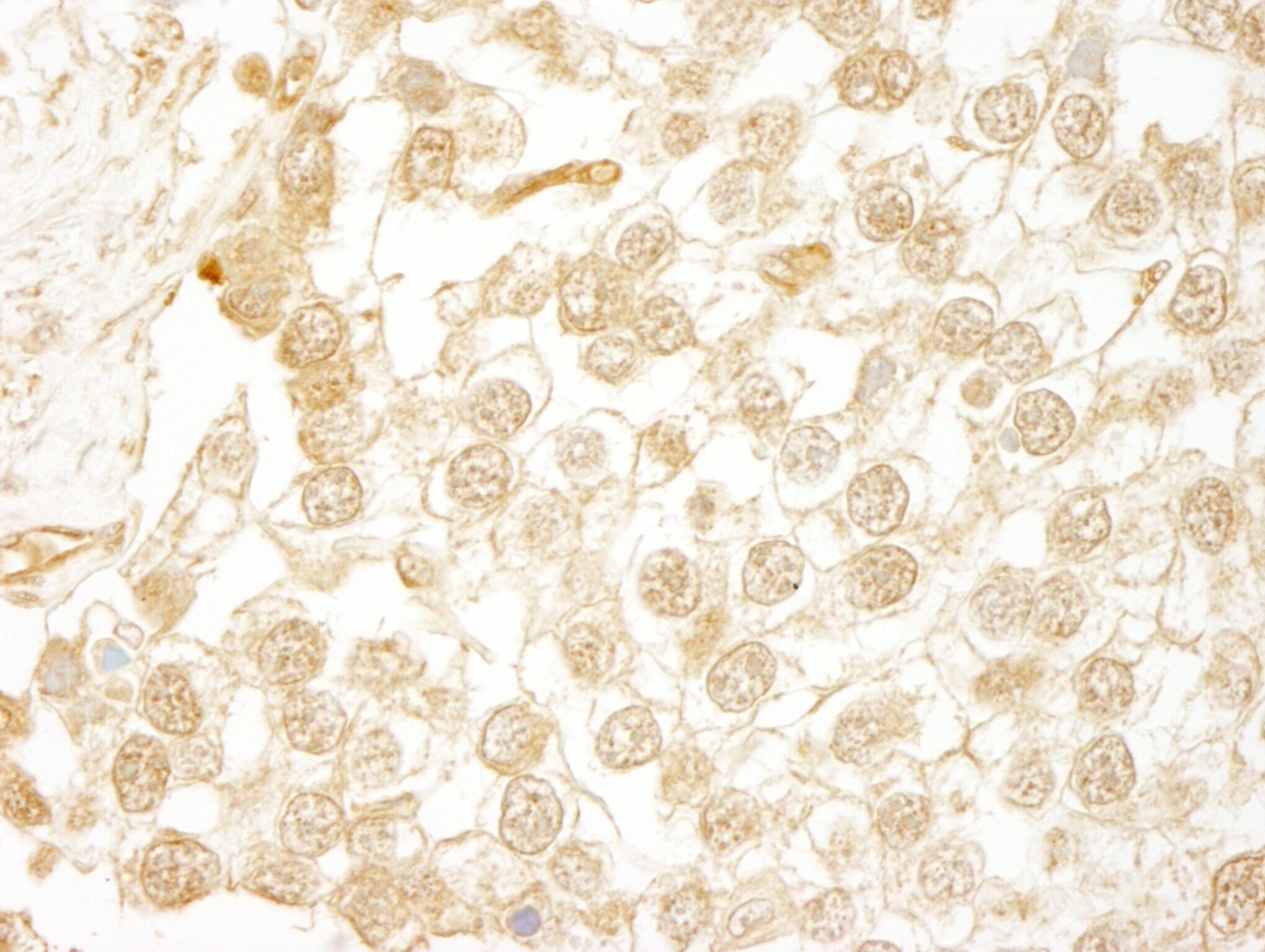 WDR20 Antibody