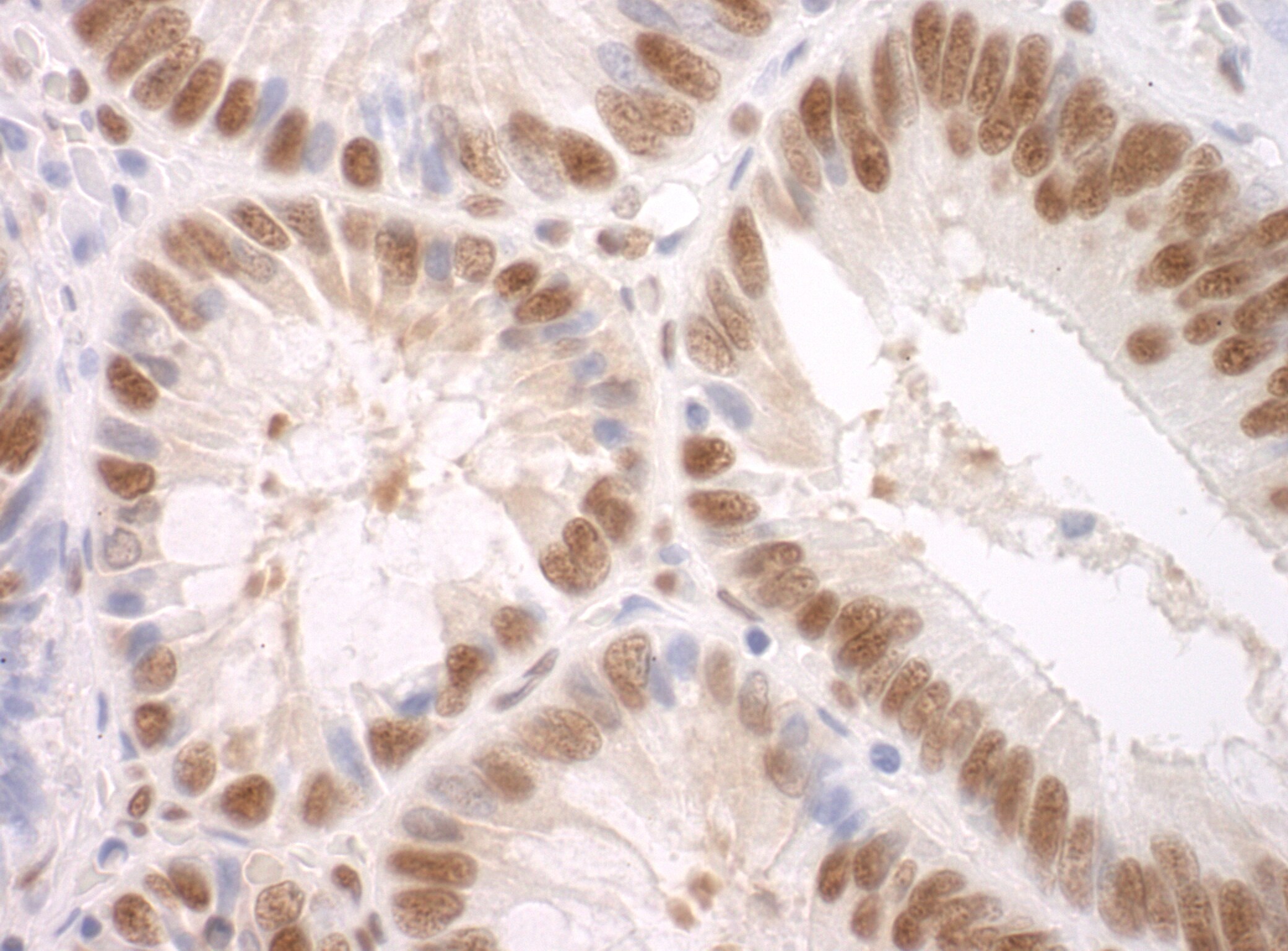 SF3A3 Antibody