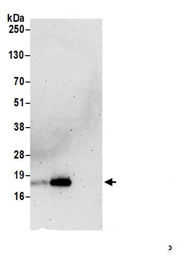 IMUP Antibody