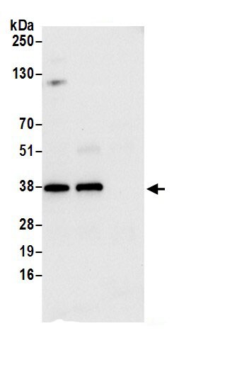 HO-2/HMOX2 Antibody
