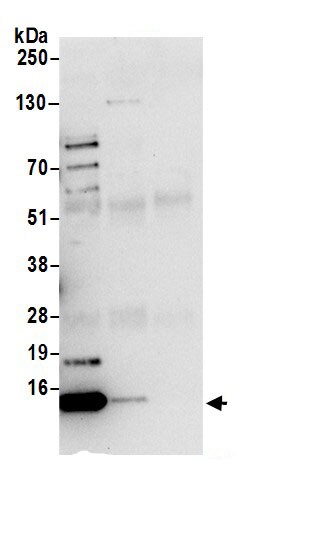HINT1 Antibody
