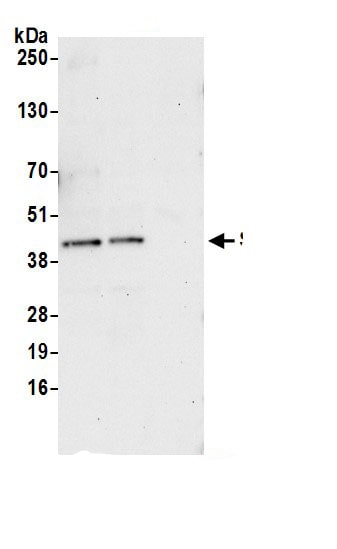 Syntaxin 5 Antibody