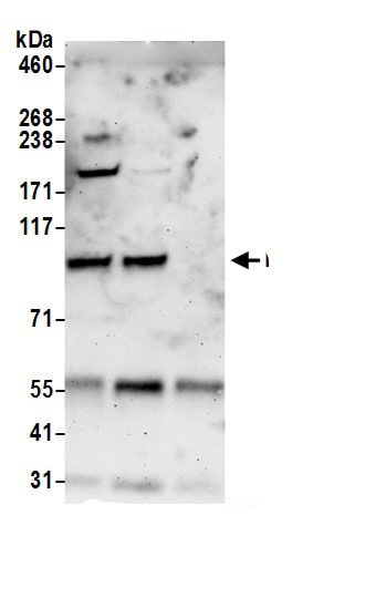NVL Antibody