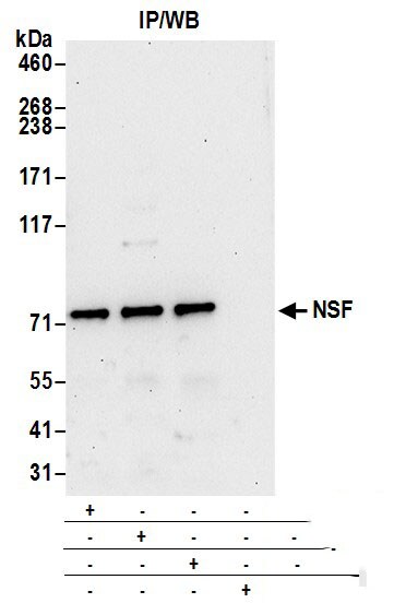 NSF Antibody