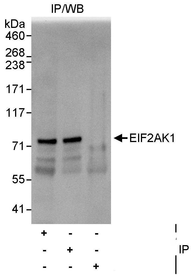 EIF2AK1 Antibody