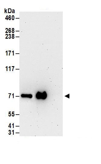 NPLOC4 Antibody