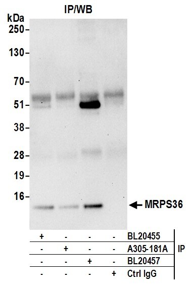 MRPS36 Antibody