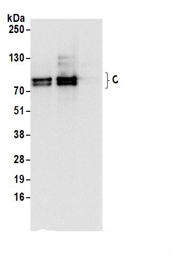 CLGN Antibody