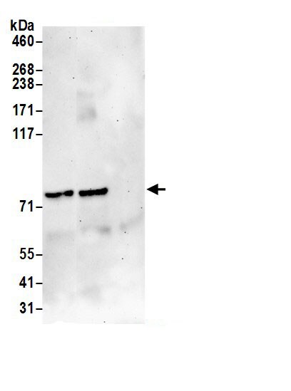 KHDC4 Antibody