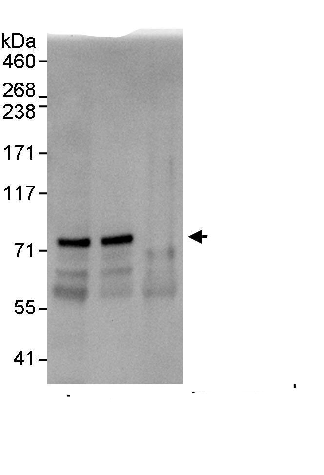 EIF2AK1 Antibody