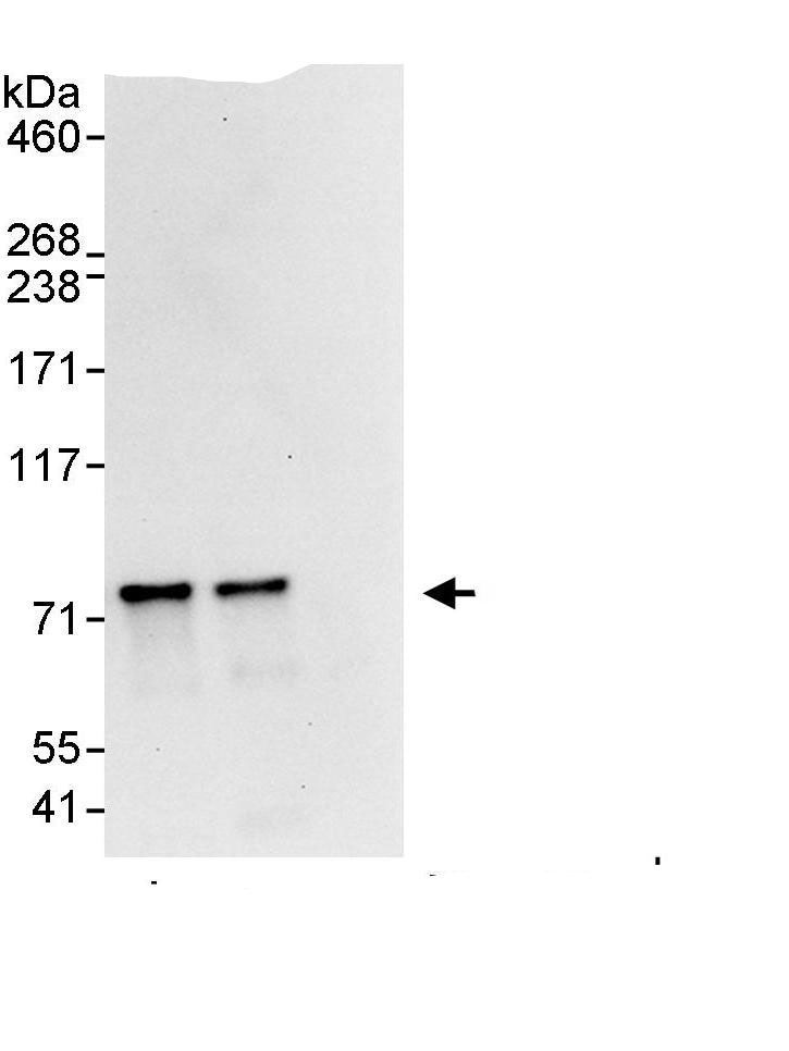 GMPS Antibody