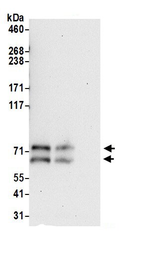 ZDHHC5 Antibody