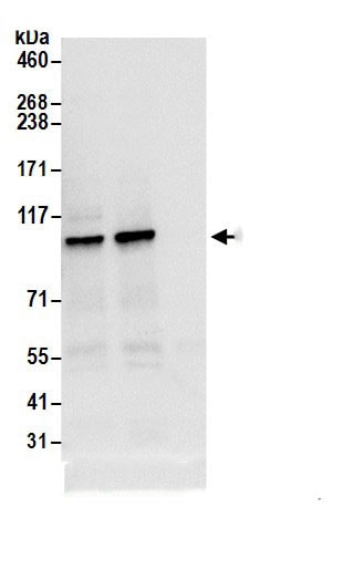 beta COP Antibody