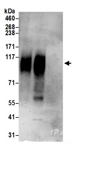 SLC26A2 Antibody