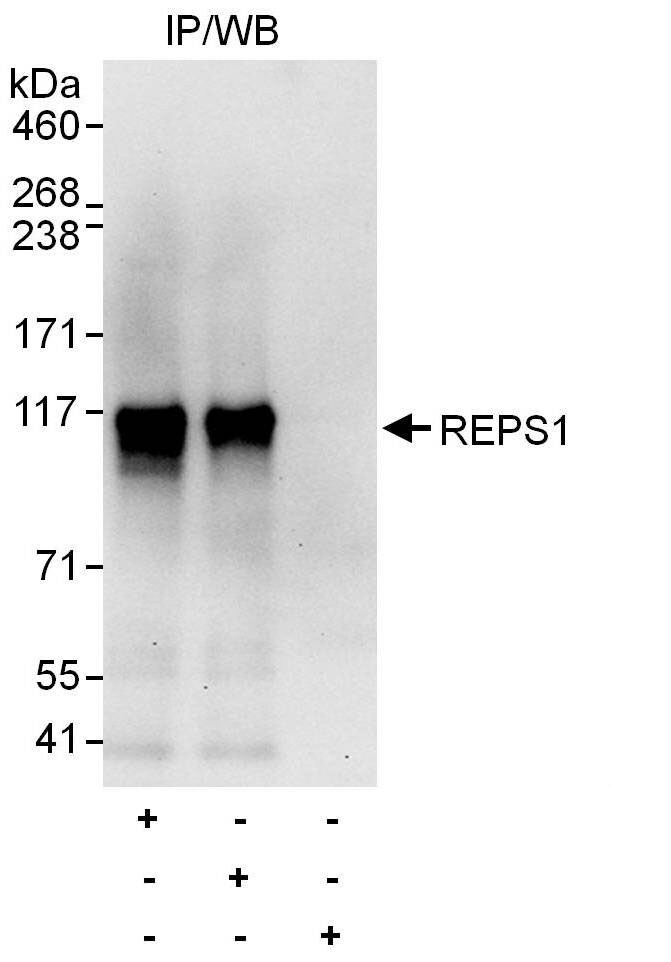 REPS1 Antibody