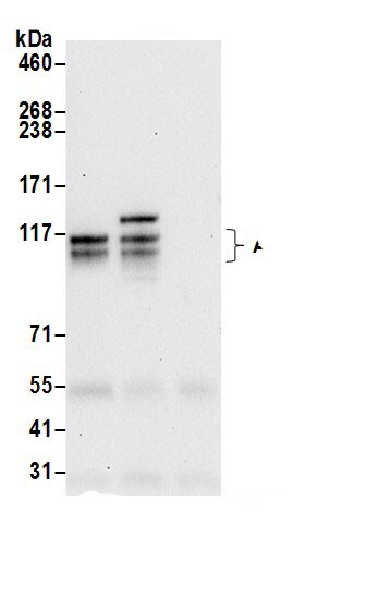 APBA1 Antibody