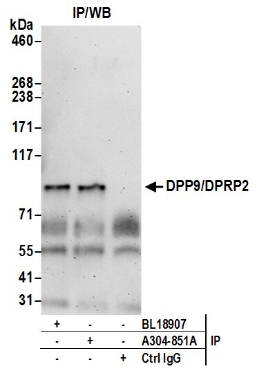 DPP9 Antibody
