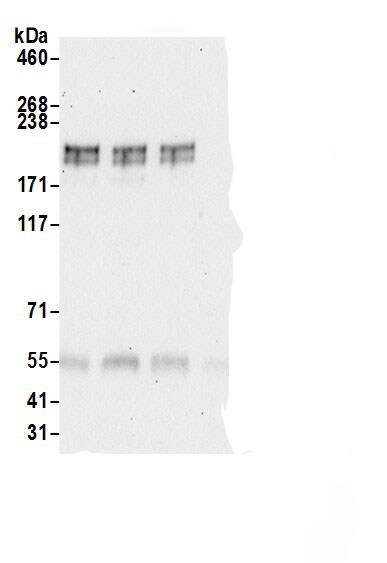 GLI-2 Antibody