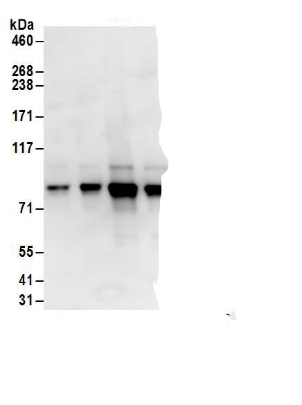 c-Myb Antibody