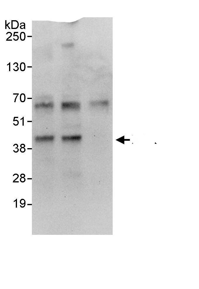EAF2 Antibody