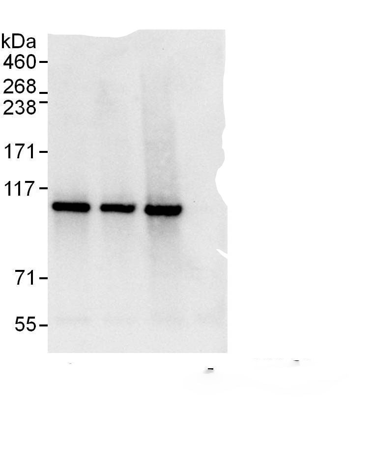 STAT2 Antibody