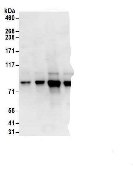 c-Myb Antibody