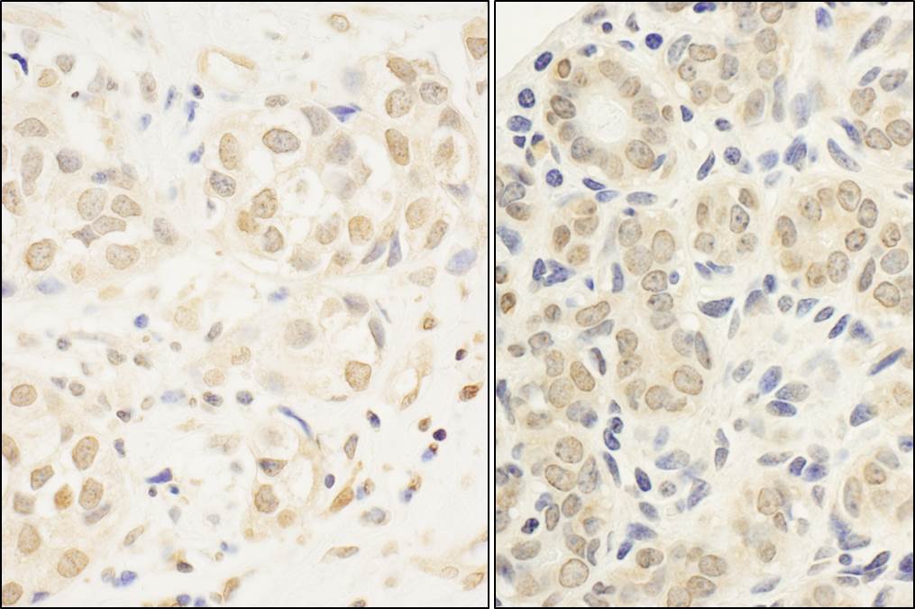 c-Myb Antibody