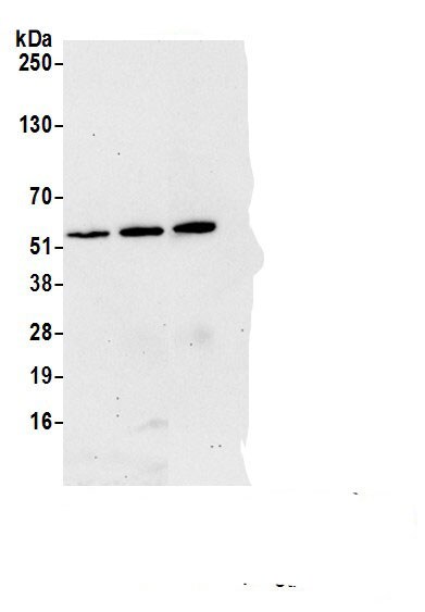 RBM17 Antibody