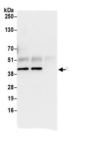 ACTR2 Antibody