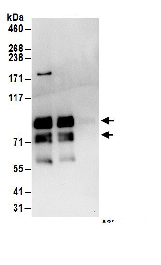 MEPCE Antibody