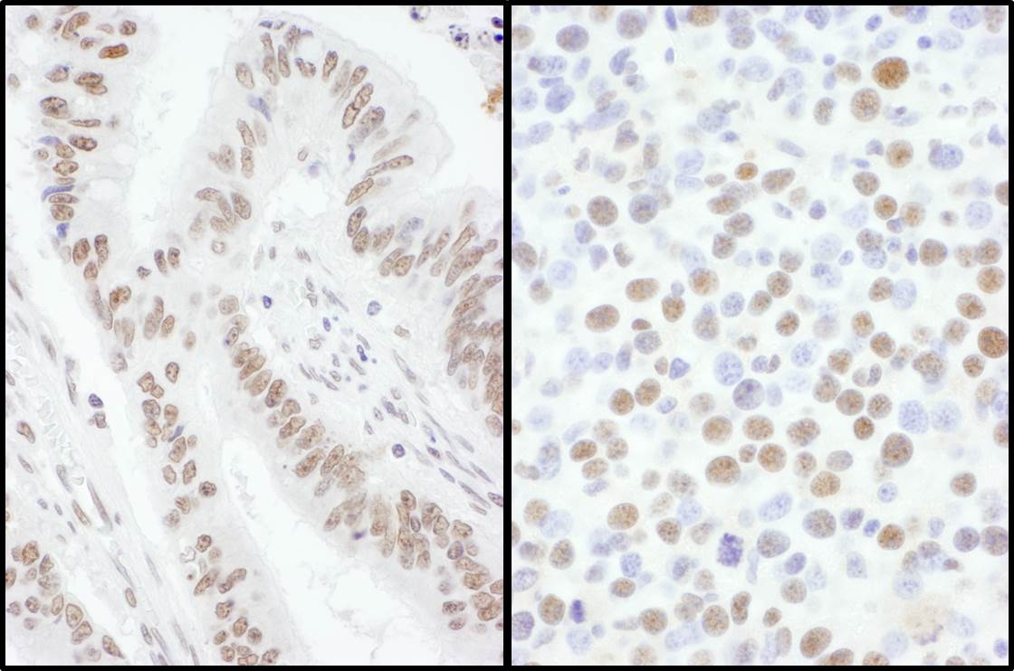SFRS7 Antibody