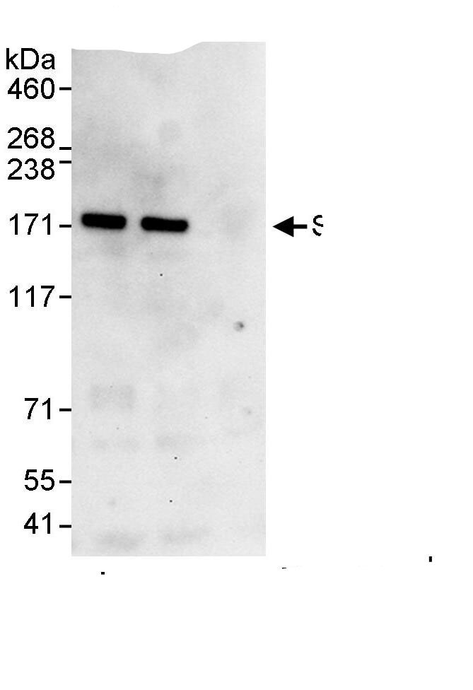 ZEB2 Antibody